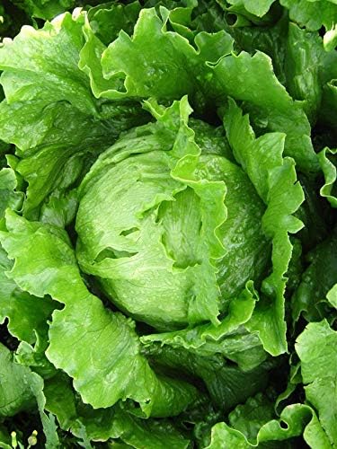 Semillas Vegetales Crisphead Lechuga Iceberg Hoja Crujiente Heirloom para Ensaladas – 1000 Semillas