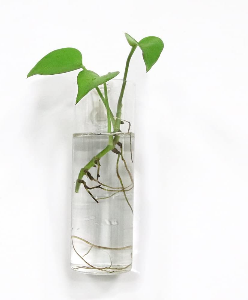 Macetas de pared para plantas de interior, macetas de terrario colgantes de pared, macetas de pared de vidrio para arreglos florales, soporte para