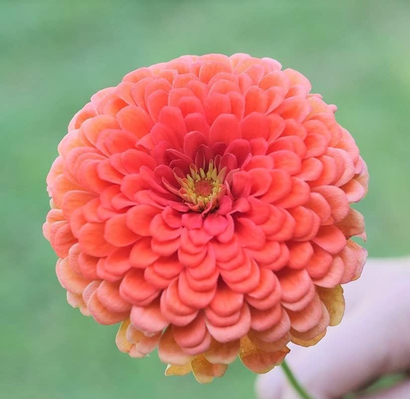TomorrowSeeds – Coral Beauty – Semillas de zinnia – Paquete de 600 unidades – para 2024 sin OMG Estados Unidos, jardín, flores gigantes, salmón