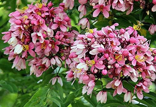 Cassia javanica subsp. nodosa  Manzana Blossom Cassia  10_Seeds