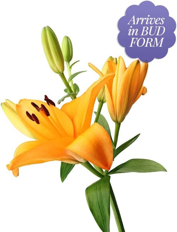 From You Flowers – Impresionante ramo de lirios con florero gratis (flores frescas), cumpleaños, aniversario, recuperarse, condolencias,