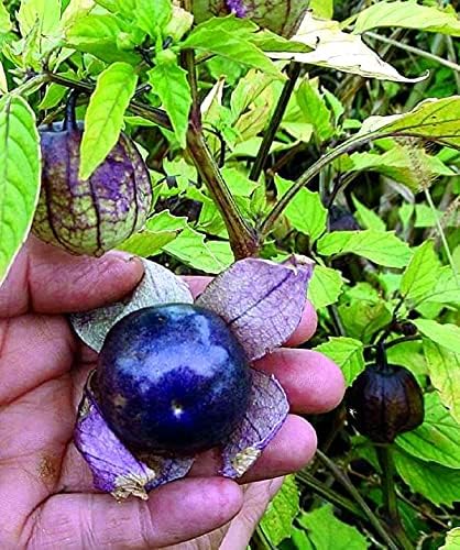Semillas de tomatillo morado para plantar más de 50 semillas para plantar semillas de jamberry de tomate de cáscara mexicana sin OMG