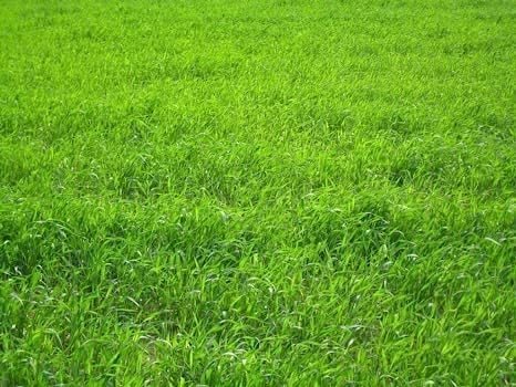 Semillas de riegrass perenne para plantar, semillas de centeno de alta calidad (1 libra)