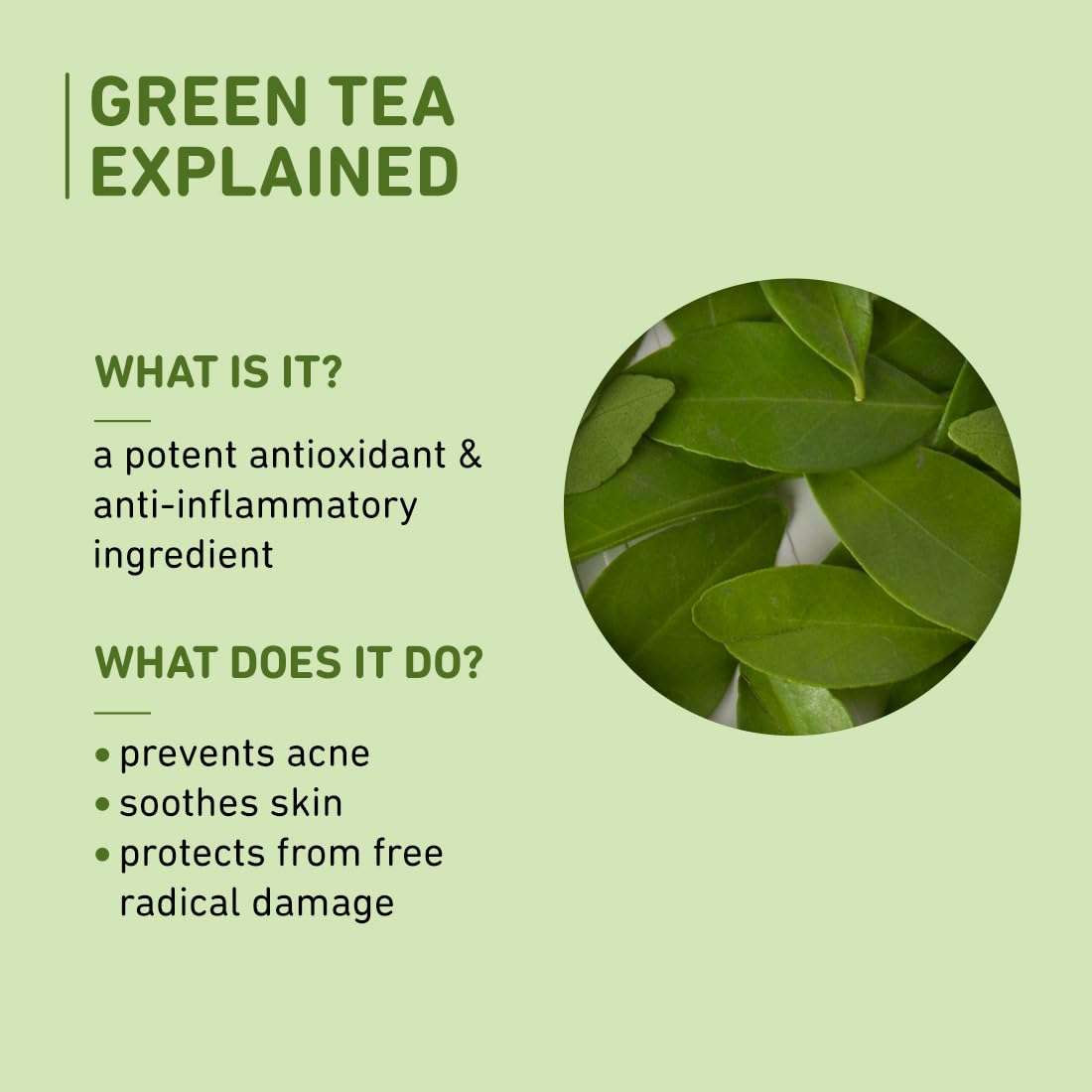 Plum Hidratante facial matificante de té verde, acabado mate para piel propensa al acné y grasa, fórmula ligera y mate, fórmula no grasa, sin SLS ni