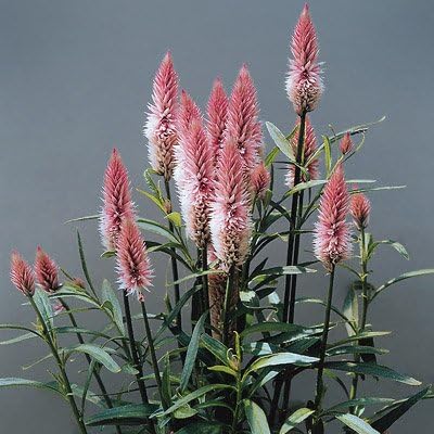 Celosia Seeds – Semillas de Pluma de Flamenco – SIN TRATAR – 50 Semillas