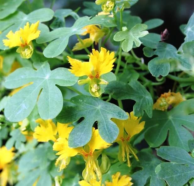 Semillas Canarias Creeper Mix Canarybird Capuchina Berro Indio Flores Anuales