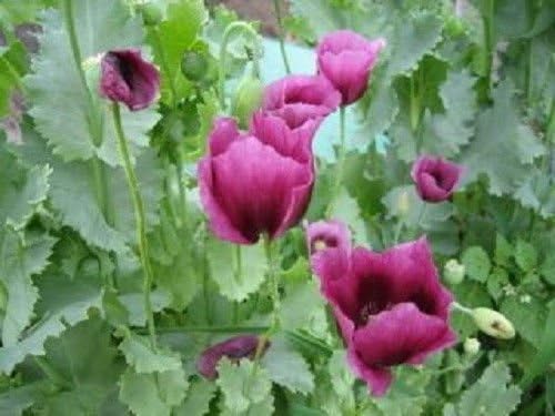 1000 semillas de flores de somniferum papaver morado amapola lavanda