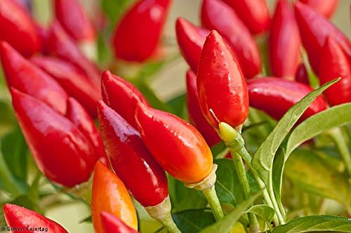 Chile Pequin Pepper 20+ Semillas