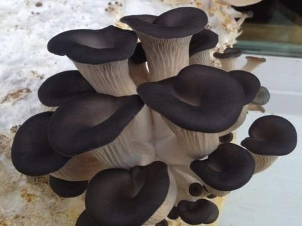100 tapones de engorde de hongos ostra negros para inocular troncos o tocones para cultivar hongos gourmet y medicinales. Cultiva tus propios hongos