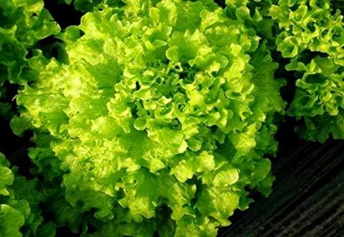 Lechuga de hoja rizada más de 1000 semillas para plantar sin OMG