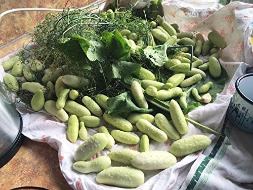 Semillas de pepino blanco en vinagre Heirloom vegetal no transgénico