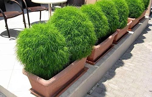 Seeds4planting – Semillas Verano Ciprés Ardiente Arbusto Kochia Flores Anuales 500 Semillas