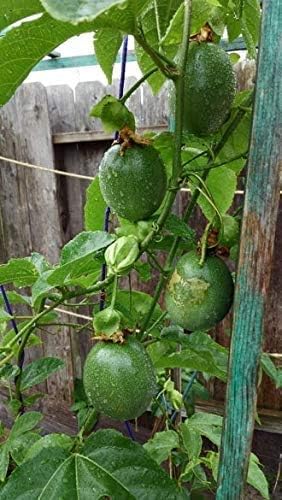 Vid de maracuyá púrpura, Passiflora Edulis, semillas (fruta rápida, comestible) (60 semillas)