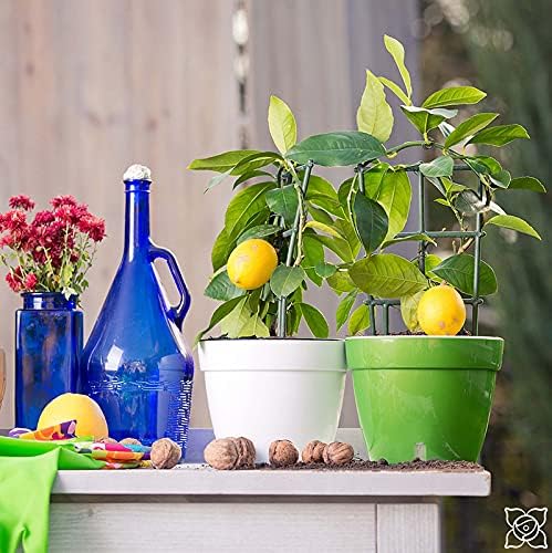 ASTI – Maceta de riego automático, maceta moderna con indicador de nivel de agua para todas las plantas de la casa, flores, hierbas, suculentas y