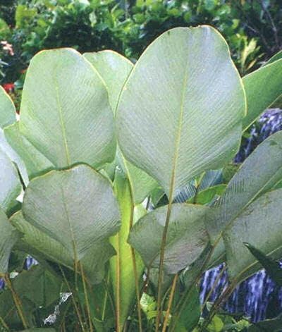 8pcs Calathea Lutea Semillas Mexicanas de Planta de Cigarro