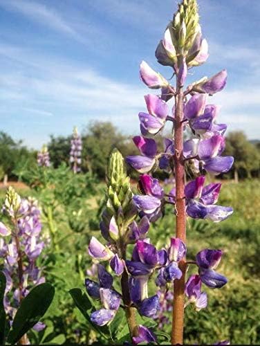 Semillas de flores de altramuz de Arroyo, 100 semillas tradicionales por paquete, semillas sin OMG, nombre botánico Lupinus succulentus, Isla’s