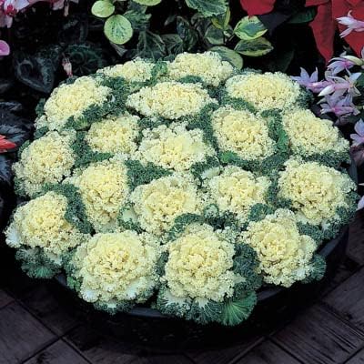 Semillas Ornamentales de col rizada – Nagoya White Seeds – UNTREATED – F1 – (semillas híbridas criadas para belleza yo corazón) Semillas – SIN