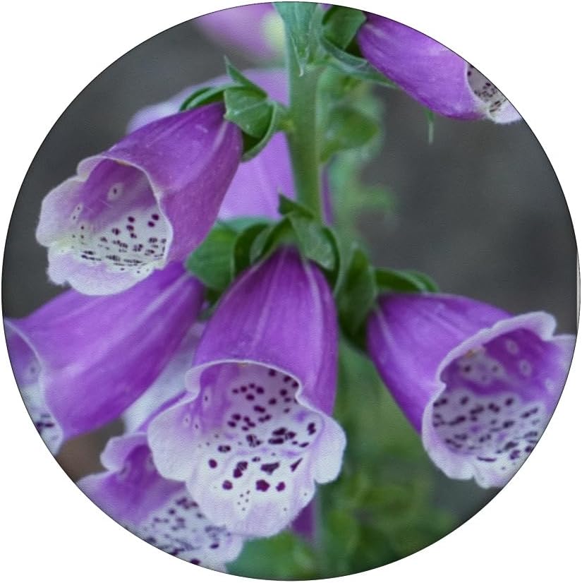 PopSockets Standard PopGrip