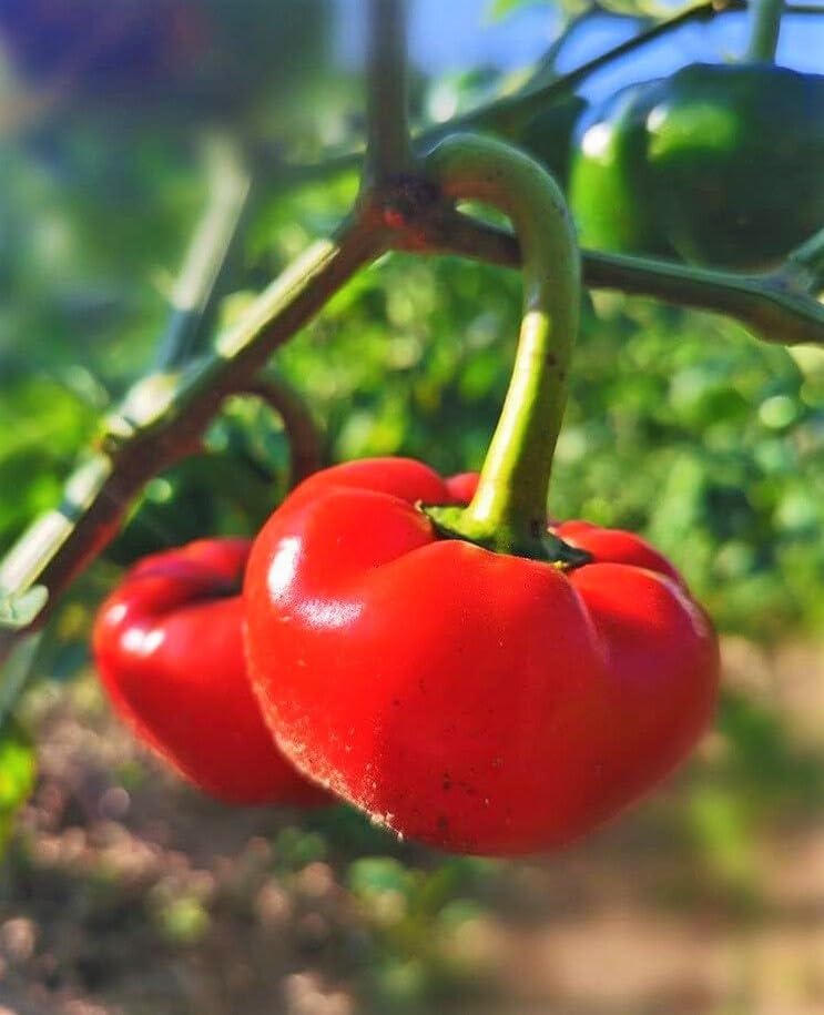TomorrowSeeds – Semillas de pimiento de pimiento – Paquete de más de 100 unidades – Para 2024 Pimiento 100 Scoville Pimiento Suave Pimiento Piquante