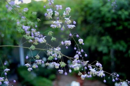 5 Chinese Meadow RUE Yunnan Thalictrum Dipterocarpum syn. Delavayi Pink & Yellow Flower Seeds *Comb SH