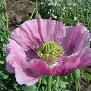 1000 semillas de flores de somniferum papaver morado amapola lavanda 1000 semillas de flores de somniferum papaver morado amapola lavanda