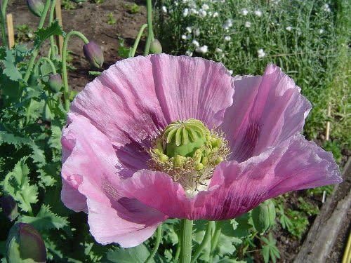 1000 semillas de flores de somniferum papaver morado amapola lavanda