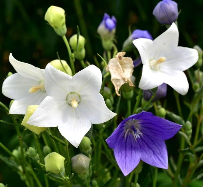Mezcla de semillas de flores de globo blanco y azul campanilla japonesa 100 semillas para plantar