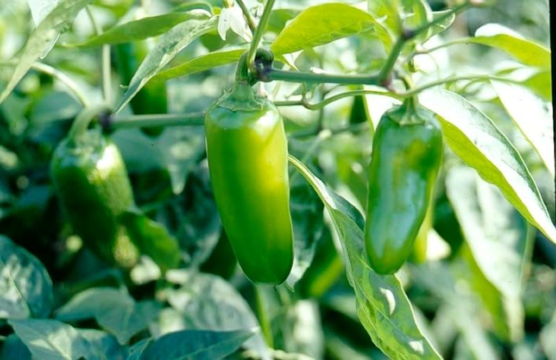 120 semillas orgánicas de pimienta de jalapeño temprano de la reliquia no transgénica vegetal de jardín a granel supervivencia