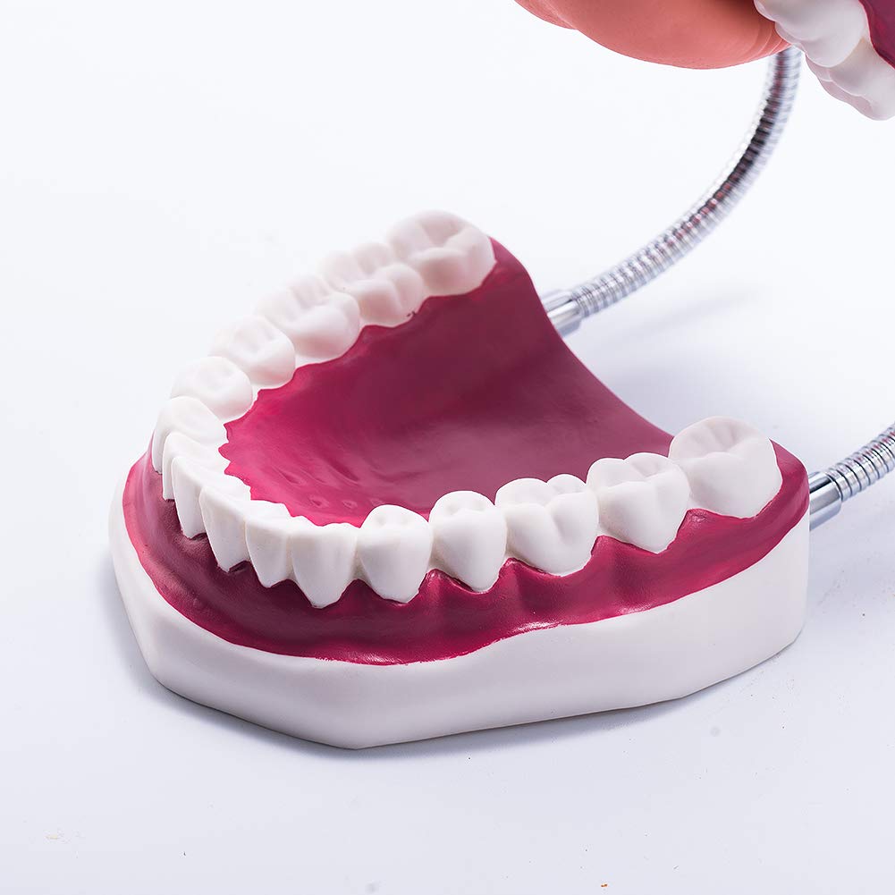 El modelo dental del diente grande 6 veces amplía el modelo de la boca de la dentadura con la lengua movible para la terapia del habla