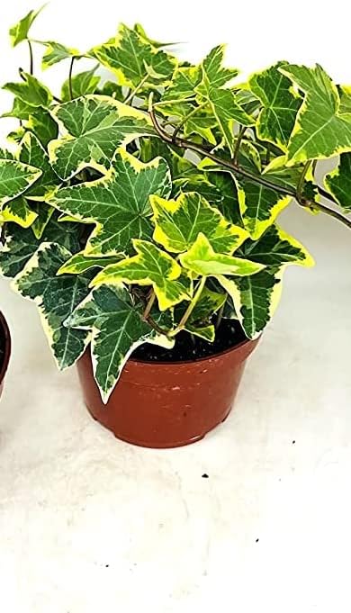 Gold Child English Ivy Maceta de 3″ Hedra Helix Plant