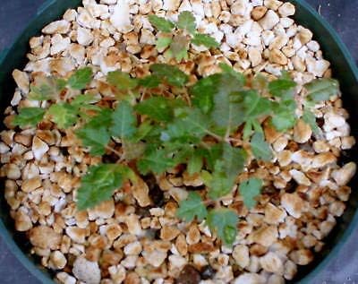 2 semillas de planta boswellia Sacra