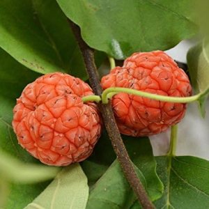 Che Tree Seeds (Cudrania tricuspidata) Paquete de 5 Semillas Che Tree Seeds (Cudrania tricuspidata) Paquete de 5 Semillas