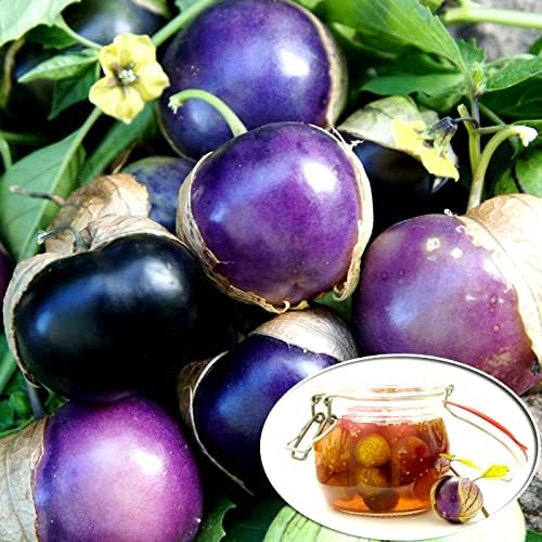 Semillas de tomatillo morado para plantar más de 50 semillas para plantar semillas de jamberry de tomate de cáscara mexicana sin OMG