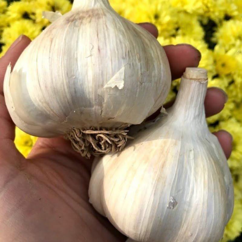 4-5 Ajo púrpura jumbo, bulbos de ajo de 0.5 libras para plantar