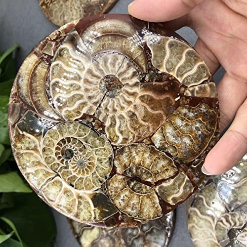 Disco de amonita natural, caracola fósil, espécimen de nautilus, decoración curativa, regalo de posavasos, disco artístico, cristal de cuarzo,
