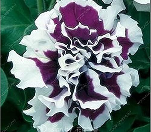 Semillas frescas de flores de petunia dobles frescas de 100 piezas para plantar negro amarillo