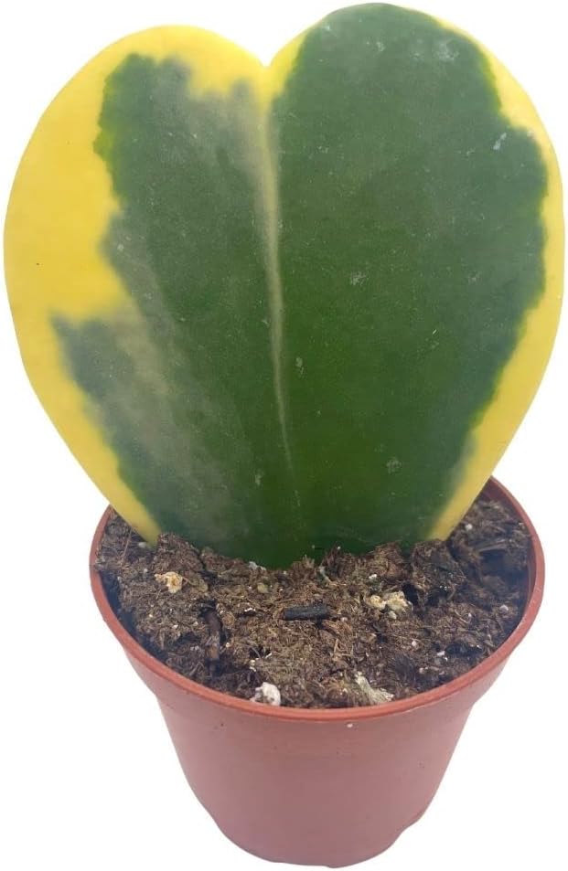 BubbleBlooms Corazón abigarrado de Hoya Kerrii en maceta de 2 pulgadas con planta para el día de la madre