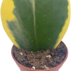 BubbleBlooms Corazón abigarrado de Hoya Kerrii en maceta de 2 pulgadas con planta para el día de la madre BubbleBlooms Corazón abigarrado de Hoya Kerrii en maceta de 2 pulgadas con planta para el día de la madre