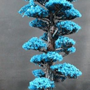 New Fresh 20Pcs Semillas Bonsai Tree Seeds Generic New Fresh 20Pcs Semillas Bonsai Tree Seeds Generic