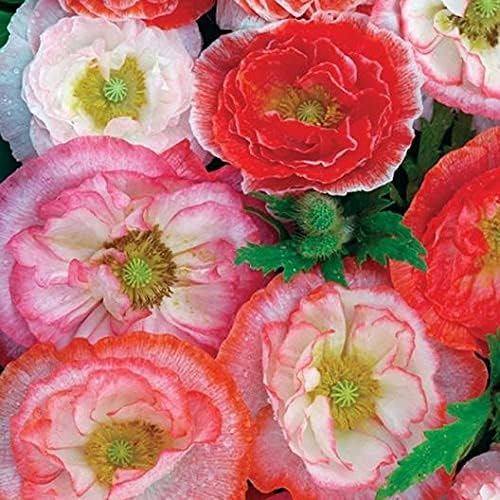 Semillas de amapola “Double Shirley Mix” para plantar, más de 3000 semillas de flores por paquete, semillas de jardín de Isla (semillas de jardín de