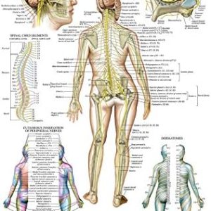 Palace Learning Gráfico anatómico de nervios espinales – Póster de anatomía del sistema nervioso craneal y columna vertebral (con dermatomas) Palace Learning Gráfico anatómico de nervios espinales – Póster de anatomía del sistema nervioso craneal y columna vertebral (con dermatomas)
