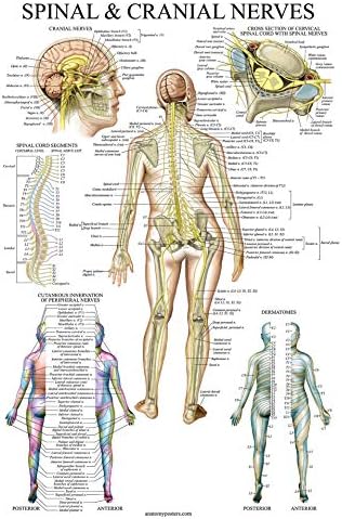 Palace Learning Gráfico anatómico de nervios espinales – Póster de anatomía del sistema nervioso craneal y columna vertebral (con dermatomas)
