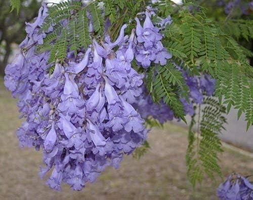 100 semillas de árbol de mimosifolia de Jacaranda moradas Generic