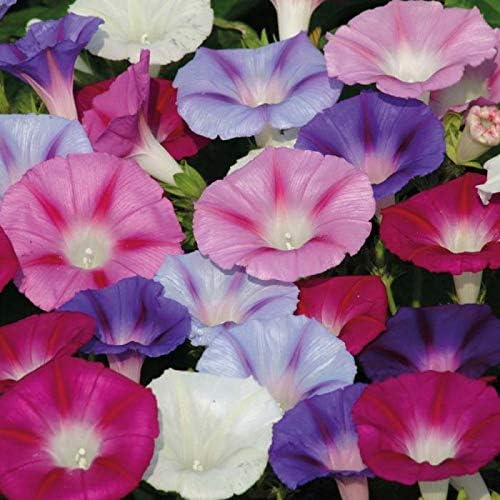 Seeds4planting – Semillas Morning Glory Purple Mix Ipomoea Flores anuales