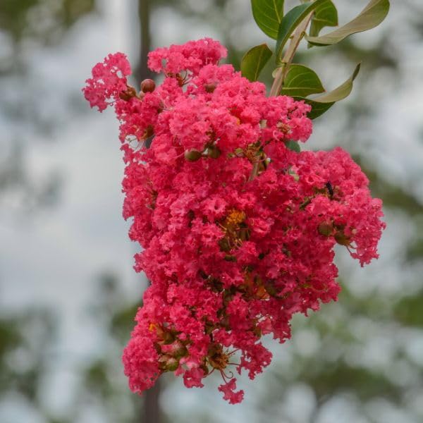 Crape Myrtle Dynamite Red  3 plantas vivas  Flores rojas vívidas y crecimiento resistente, planta viva, arbusto ornamental para una impresionante