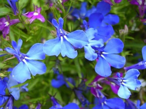 200 semillas de flores Blue Splash Lobelia Regatta Erinus