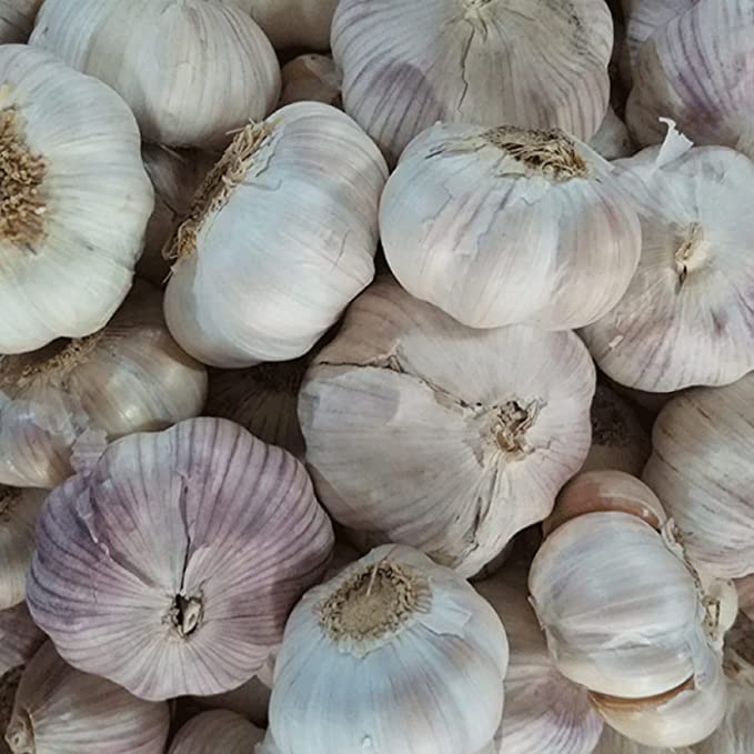 Bulbos de ajo enteros, bulbos de ajo italiano morado temprano, 16 onzas de ajo, este ajo está listo para comer o plantar, frijoles fríos N brotes
