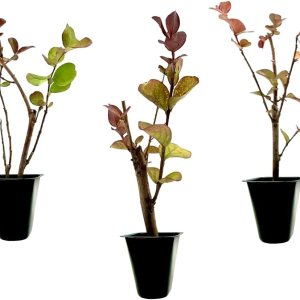Crape Myrtle Dynamite Red  3 plantas vivas  Flores rojas vívidas y crecimiento resistente, planta viva, arbusto ornamental para una impresionante Crape Myrtle Dynamite Red  3 plantas vivas  Flores rojas vívidas y crecimiento resistente, planta viva, arbusto ornamental para una impresionante