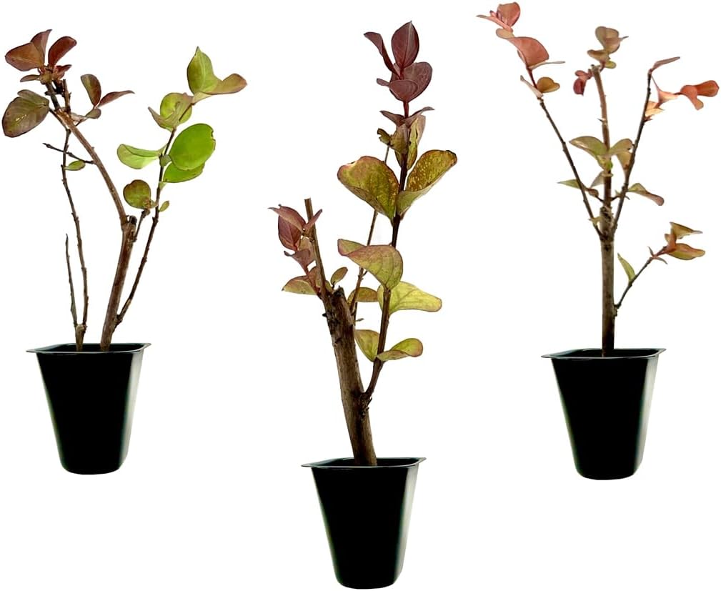 Crape Myrtle Dynamite Red  3 plantas vivas  Flores rojas vívidas y crecimiento resistente, planta viva, arbusto ornamental para una impresionante