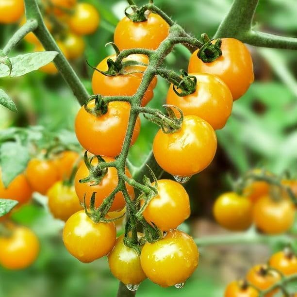 Semillas de tomate cereza Sun Gold más de 25 semillas